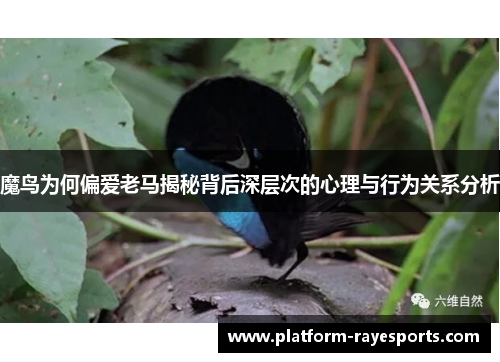 魔鸟为何偏爱老马揭秘背后深层次的心理与行为关系分析 魔鸟为何偏爱老马揭秘背后深层次的心理与行为关系分析
